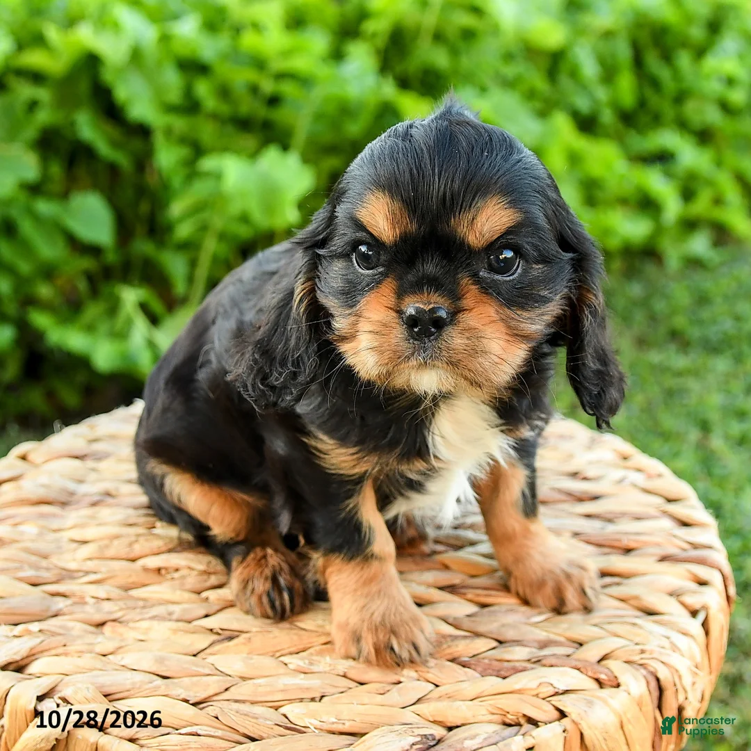 Cavalier King Charles Spaniel dogs for sale: Shane - Ad 1