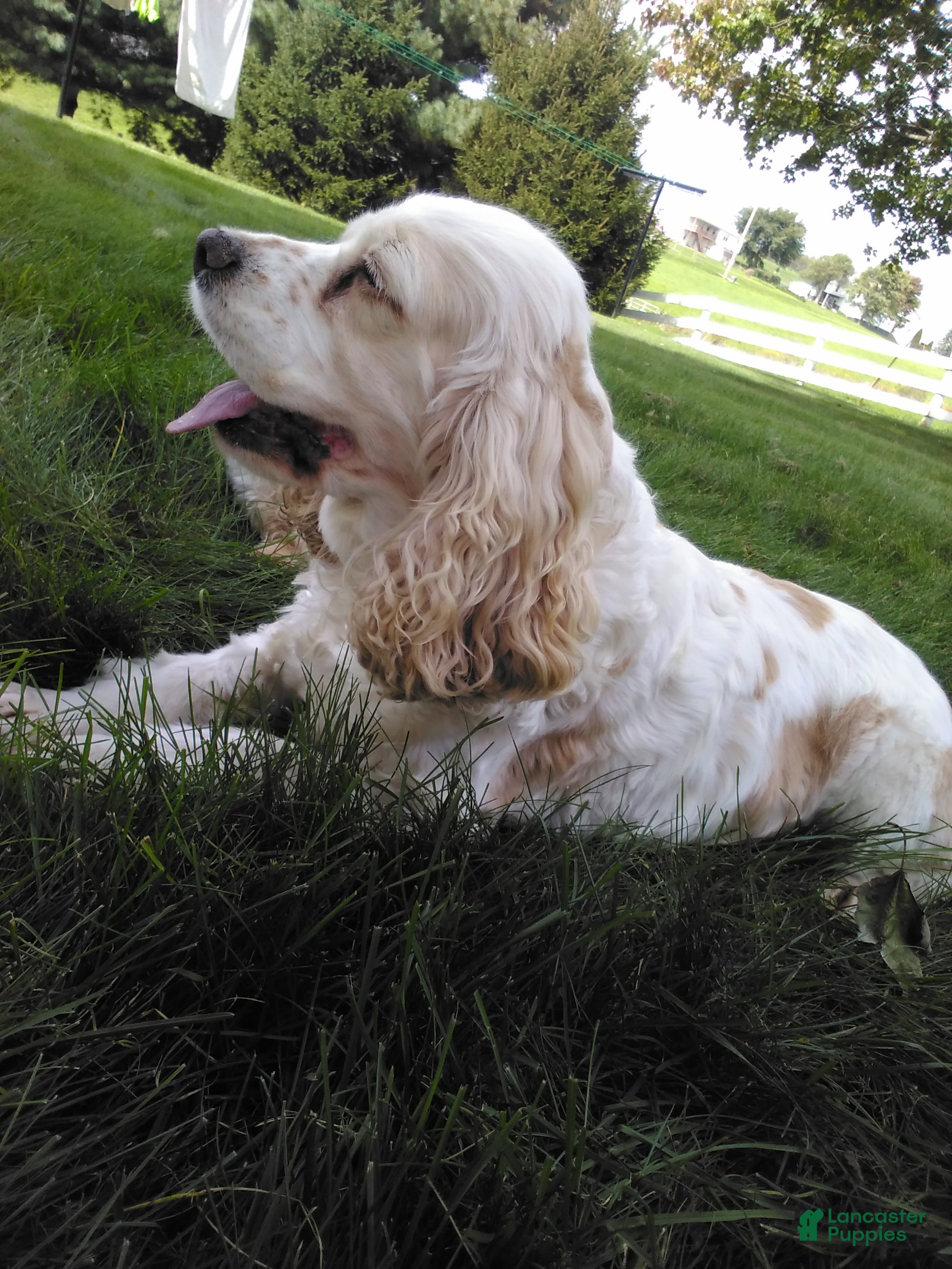 Cocker Spaniel dogs for sale: carmel - Ad 2