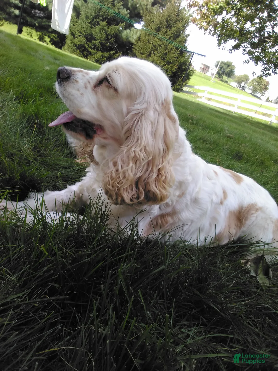 Cocker Spaniel dogs for sale: carmel - Ad 2