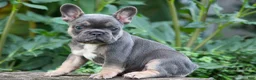 French Bulldog dogs for sale:  Francie💕 - Ad 7