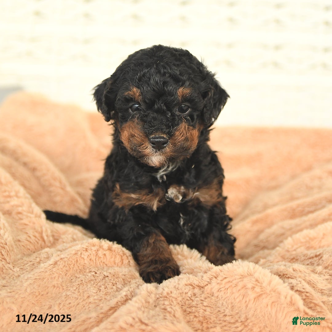 Miniature Poodle dogs for sale: Nolan - Ad 2