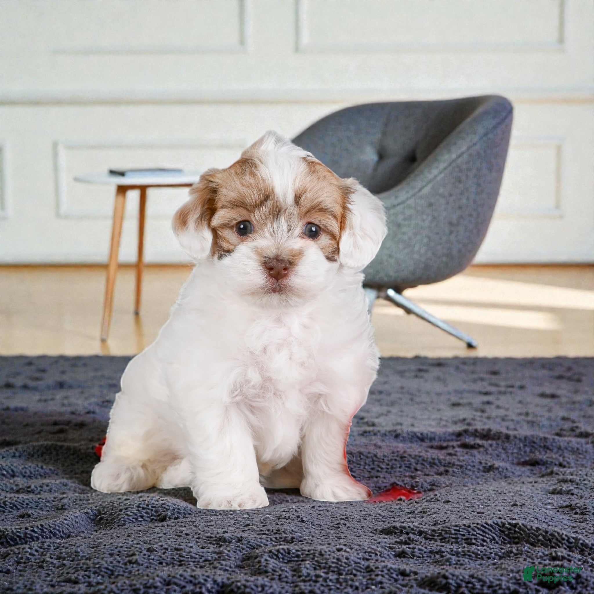 Maltipoo dogs Mae - Ad 1