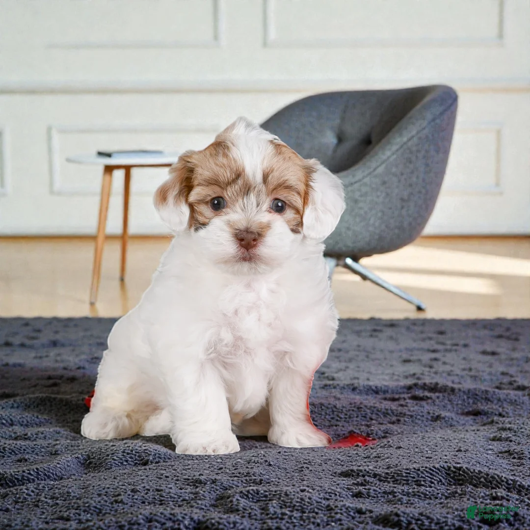 Maltipoo dogs for sale: Mae - Ad 1