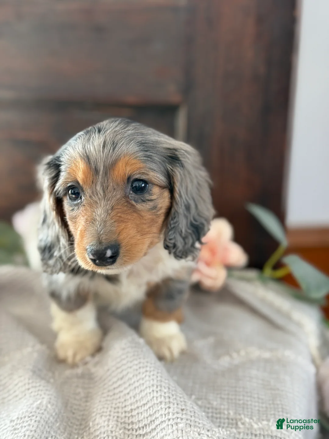 Miniature Dachshund dogs for sale: Murphy - Ad 3