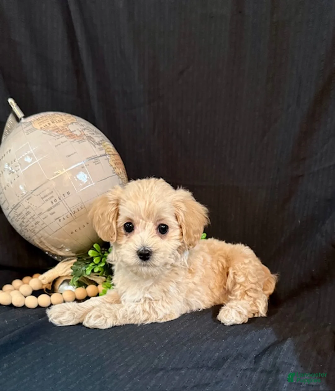 Lhasapoo dogs for sale: Holly - Ad 2