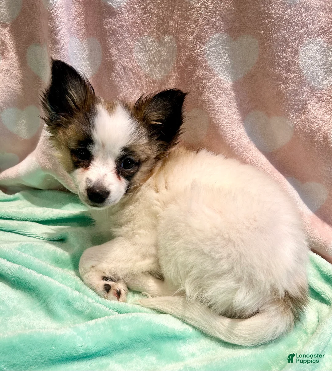 Mixed Breed dogs for sale: Beegee - Ad 2