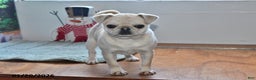 Pug dogs for sale: Rosie - Ad 1