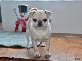 Pug dogs Rosie - Ad 6