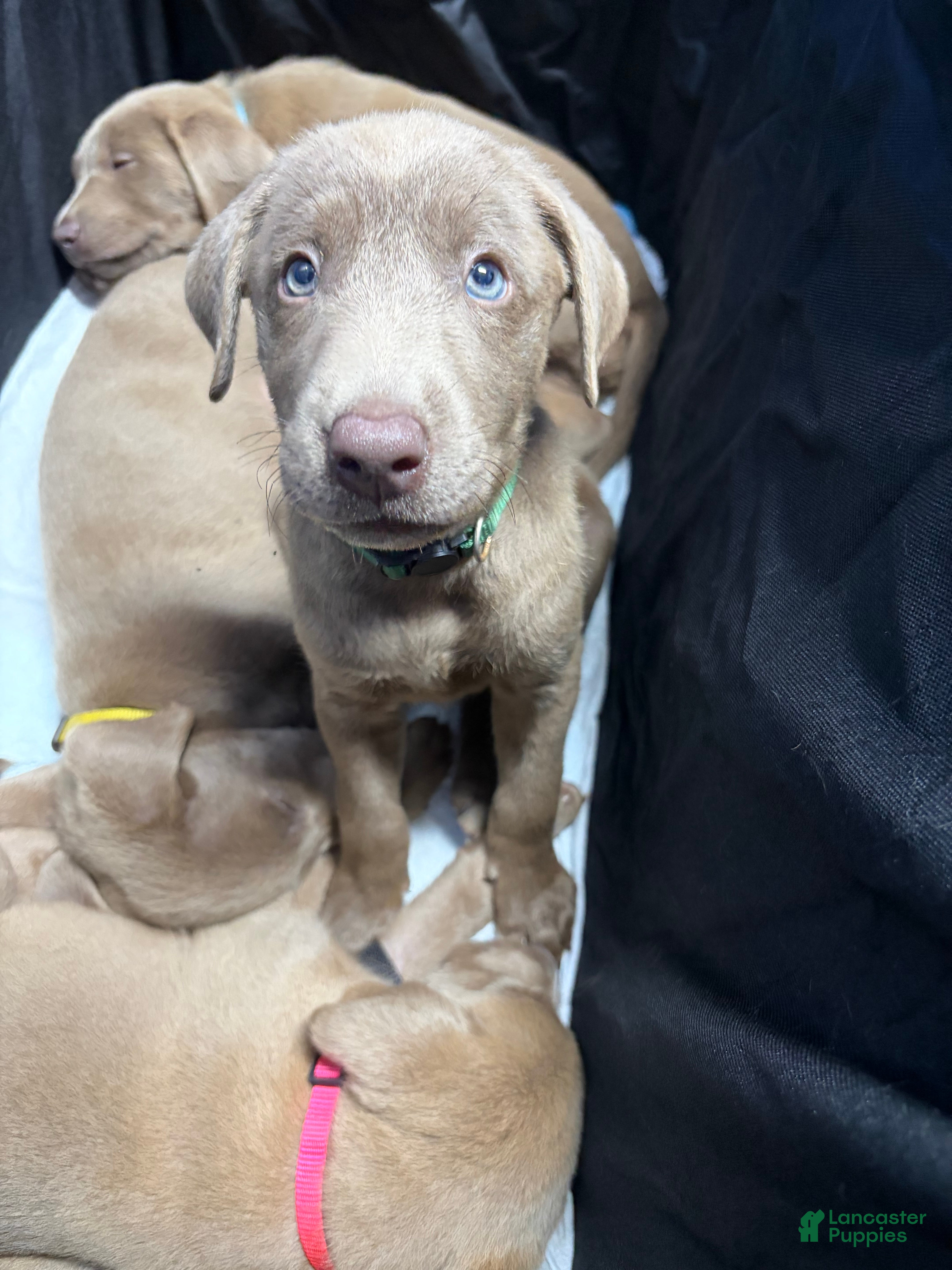 Labrador Retriever dogs Dark green male - Ad 1