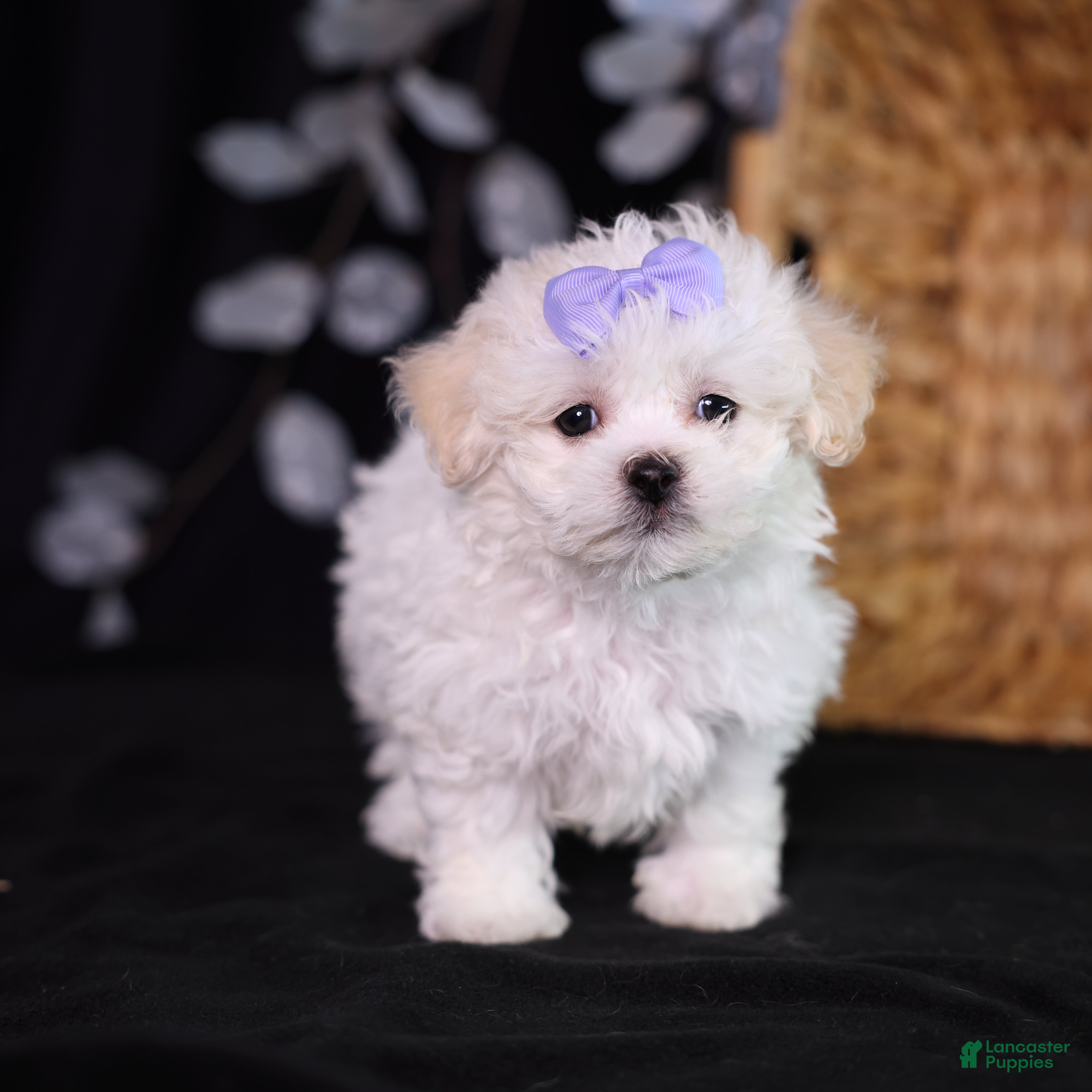 Teddy Bear dogs Caroline - Ad 1