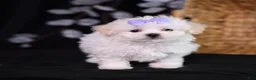 Teddy Bear dogs for sale: Caroline - Ad 1
