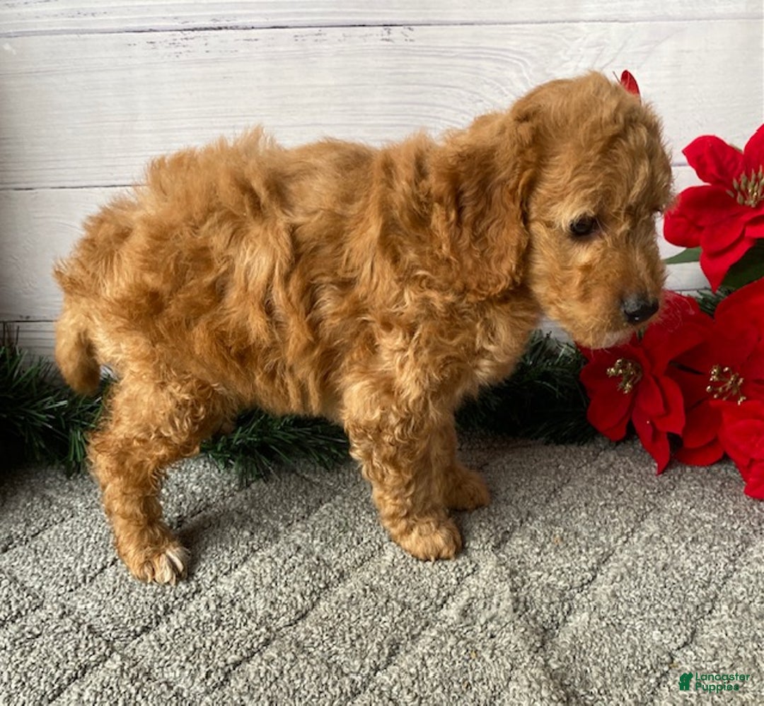 Mini Goldendoodle dogs for sale: Willow - Ad 3