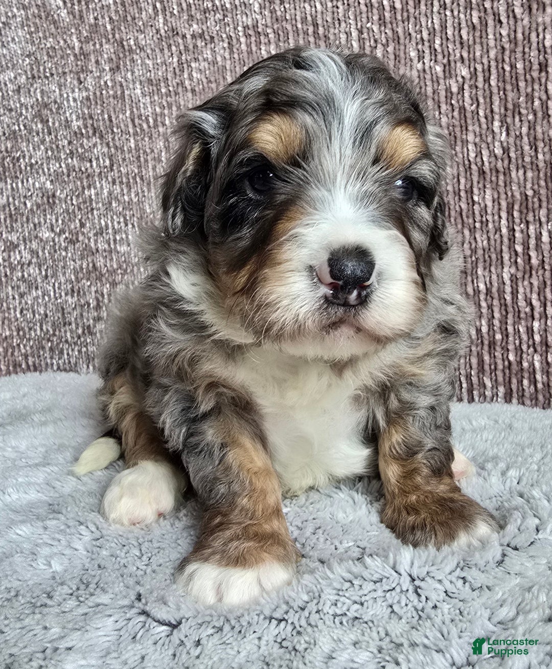 Mini Bernedoodle dogs for sale: Mini Louie - Ad 6
