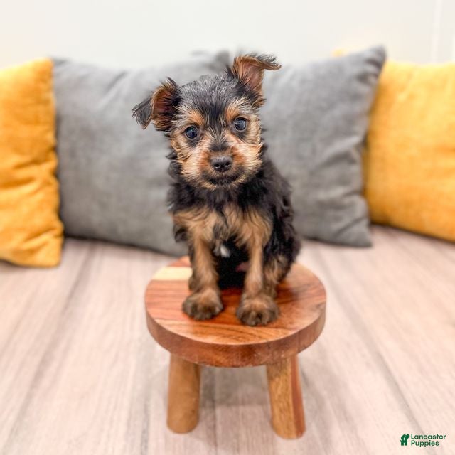 Yorkshire Terrier dogs Jace - Ad 2