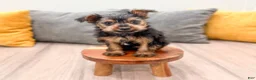Yorkshire Terrier dogs for sale: Jace - Ad 2
