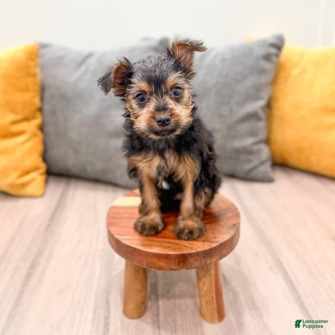 Yorkshire Terrier dogs for sale: Jace - Ad 2