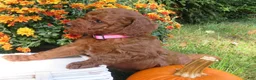 Mini Goldendoodle dogs for sale: Spice - Ad 8