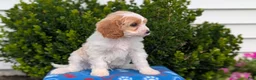 Cavapoo dogs for sale: Nash - Ad 5