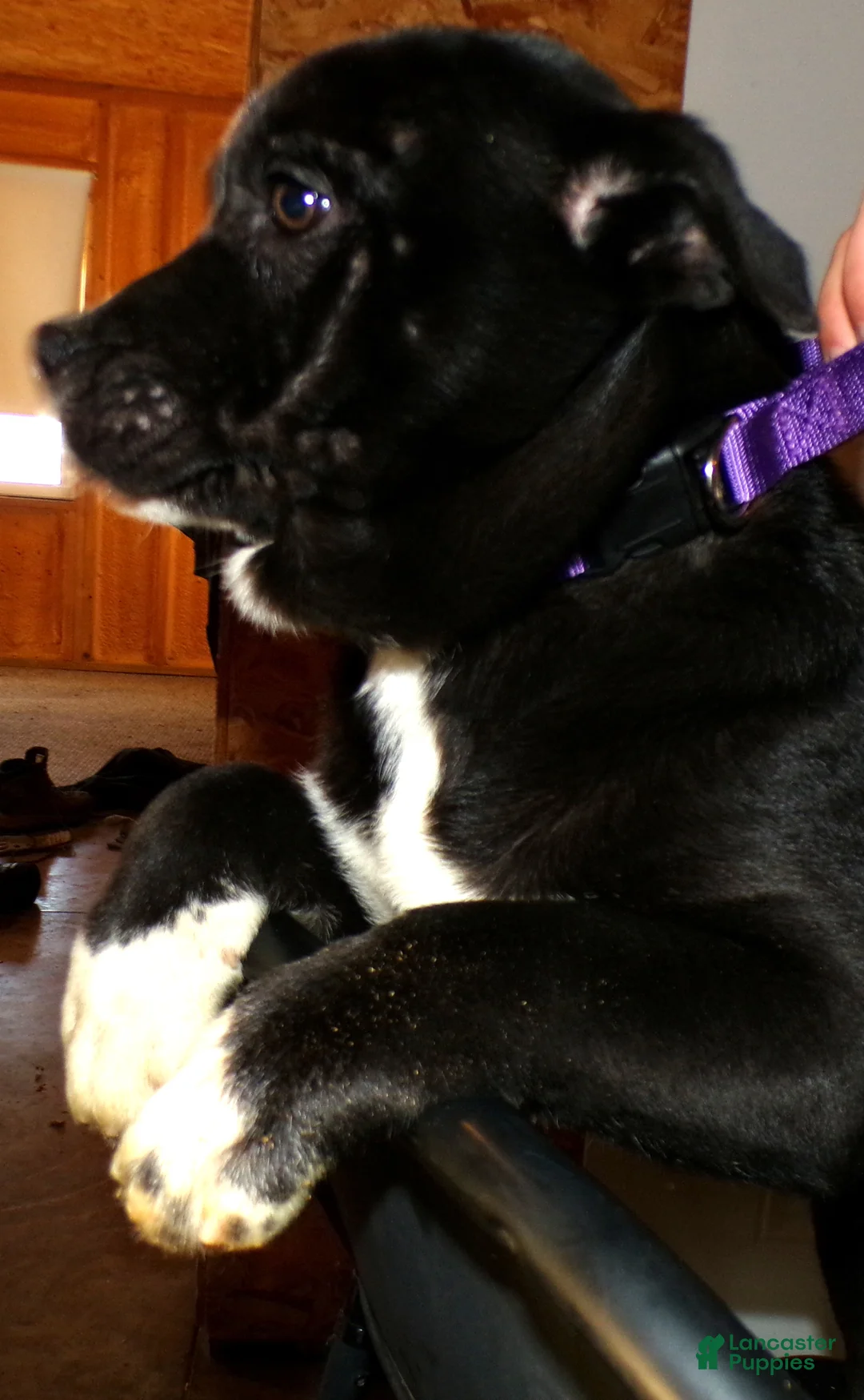 American Pit Bull Terrier dogs for sale: American Pit Bull Terrier Puppy 6 Marcia - Ad 3