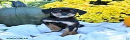 Mixed Breed dogs for sale: Chip - Ad 2