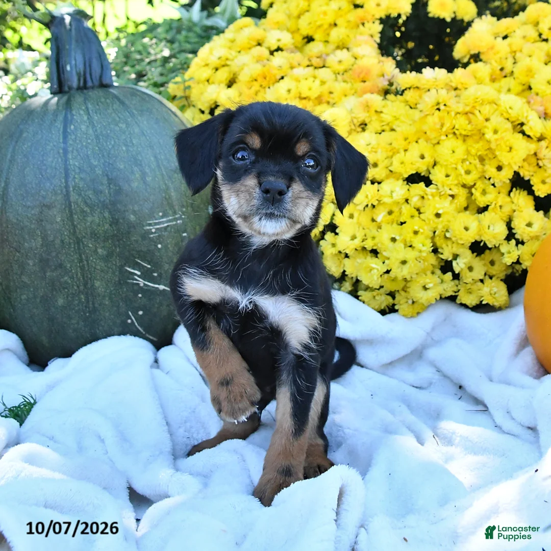 Mixed Breed dogs for sale: Chip - Ad 2