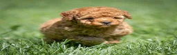Miniature Poodle dogs for sale: Treasure Miniature Poodle  - Ad 6