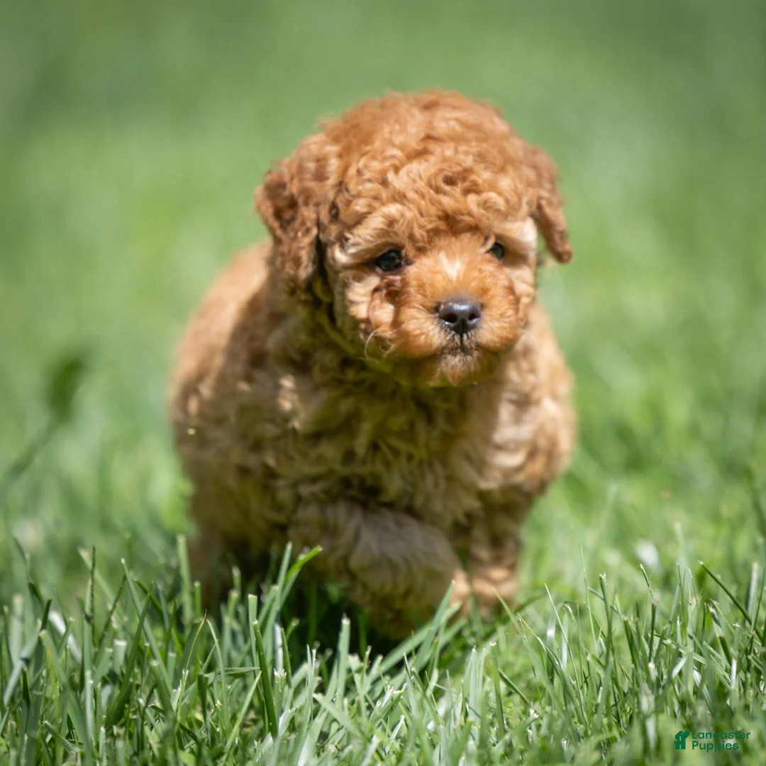 Miniature Poodle dogs for sale: Treasure Miniature Poodle  - Ad 6