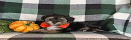 Yorkiepoo dogs for sale: Dublin 7 lbs Full Grown - Ad 4