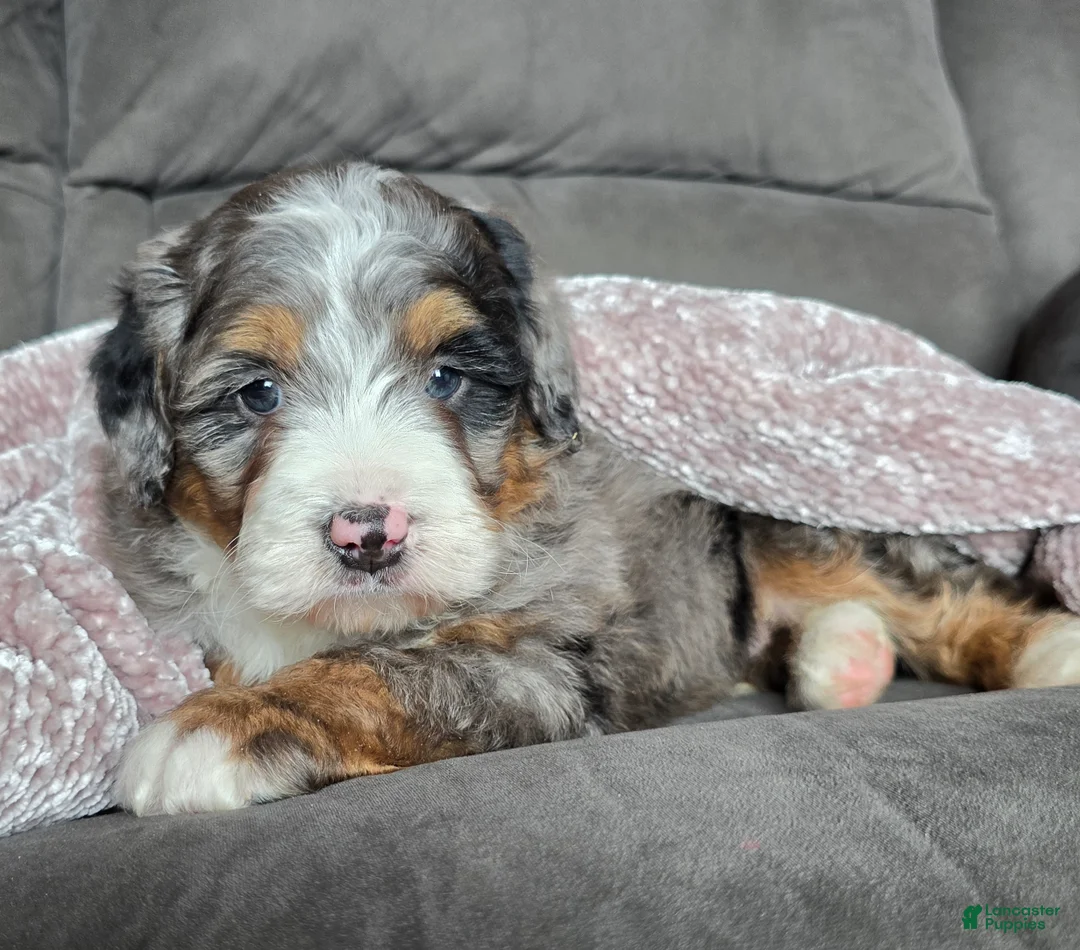 Mini Bernedoodle dogs for sale: Mini Chief - Ad 6