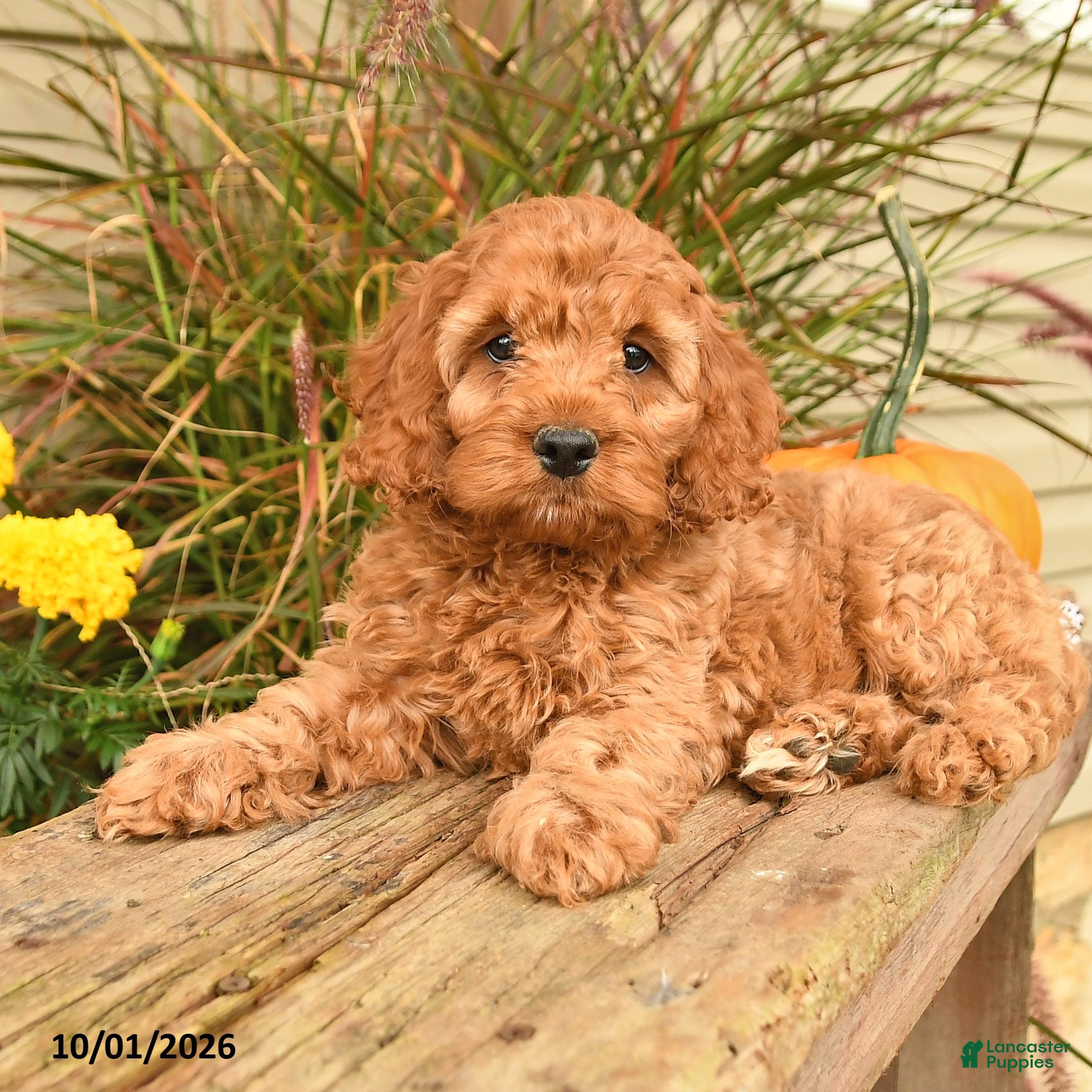 Cockapoo dogs Jep - Ad 2
