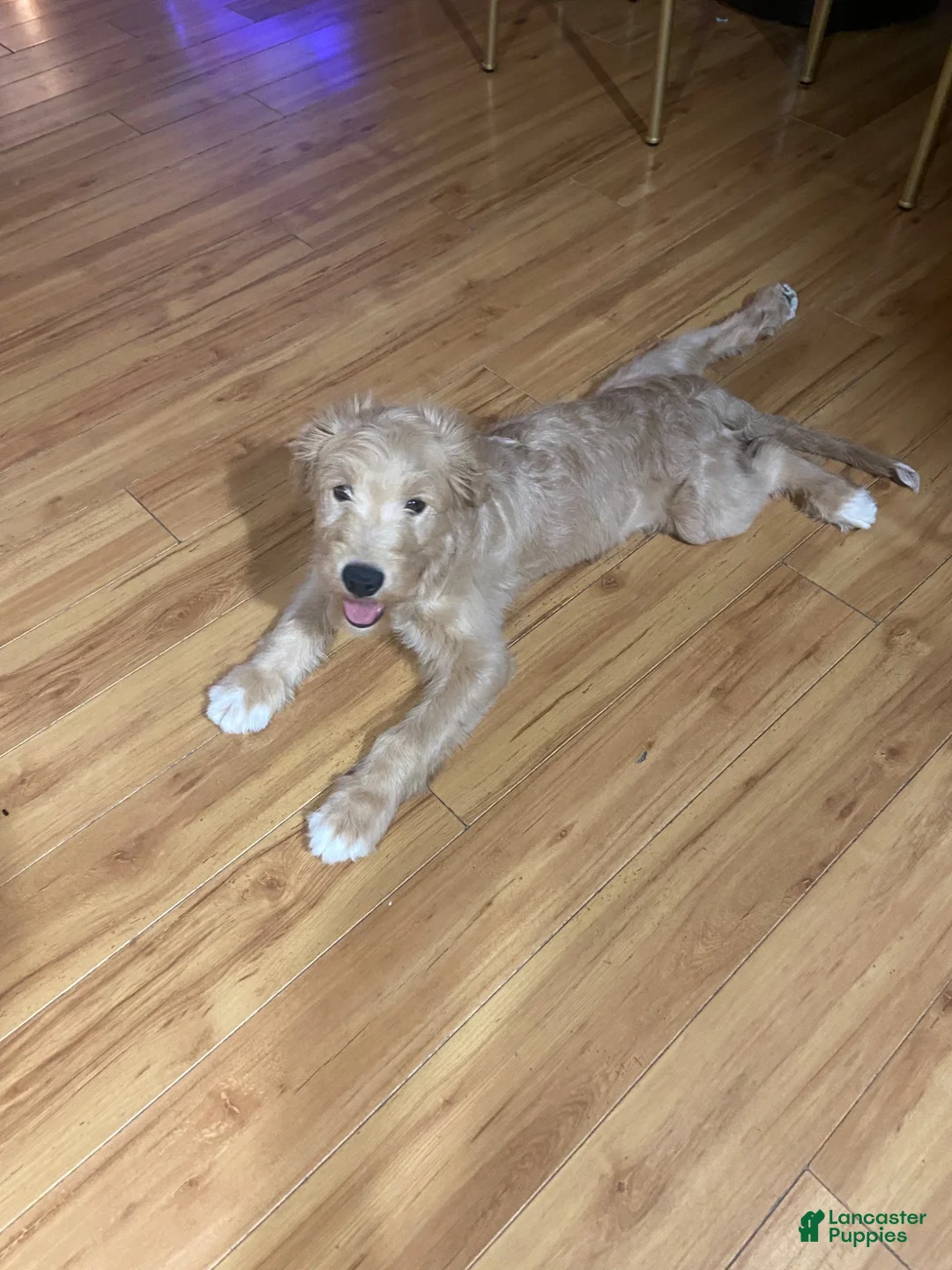 Mini Goldendoodle dogs for sale: Mini Goldendoodle Puppy Male - Ad 2