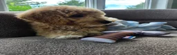 Goldendoodle dogs for sale: Huck - Ad 3