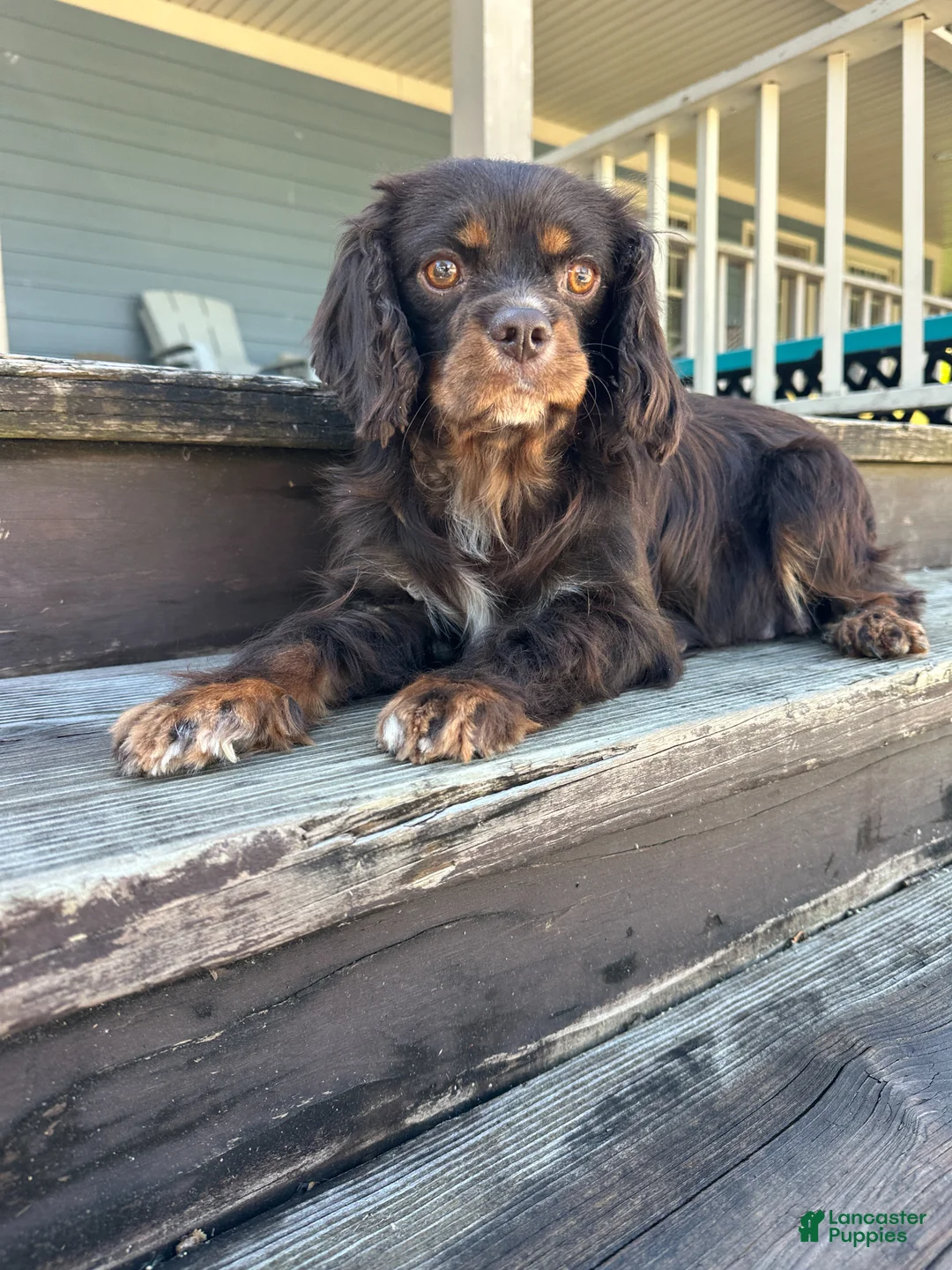 Cavalier King Charles Spaniel dogs for sale: Berry - Ad 4