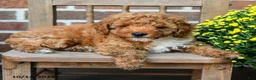 Miniature Poodle dogs for sale: Flora    - Ad 3