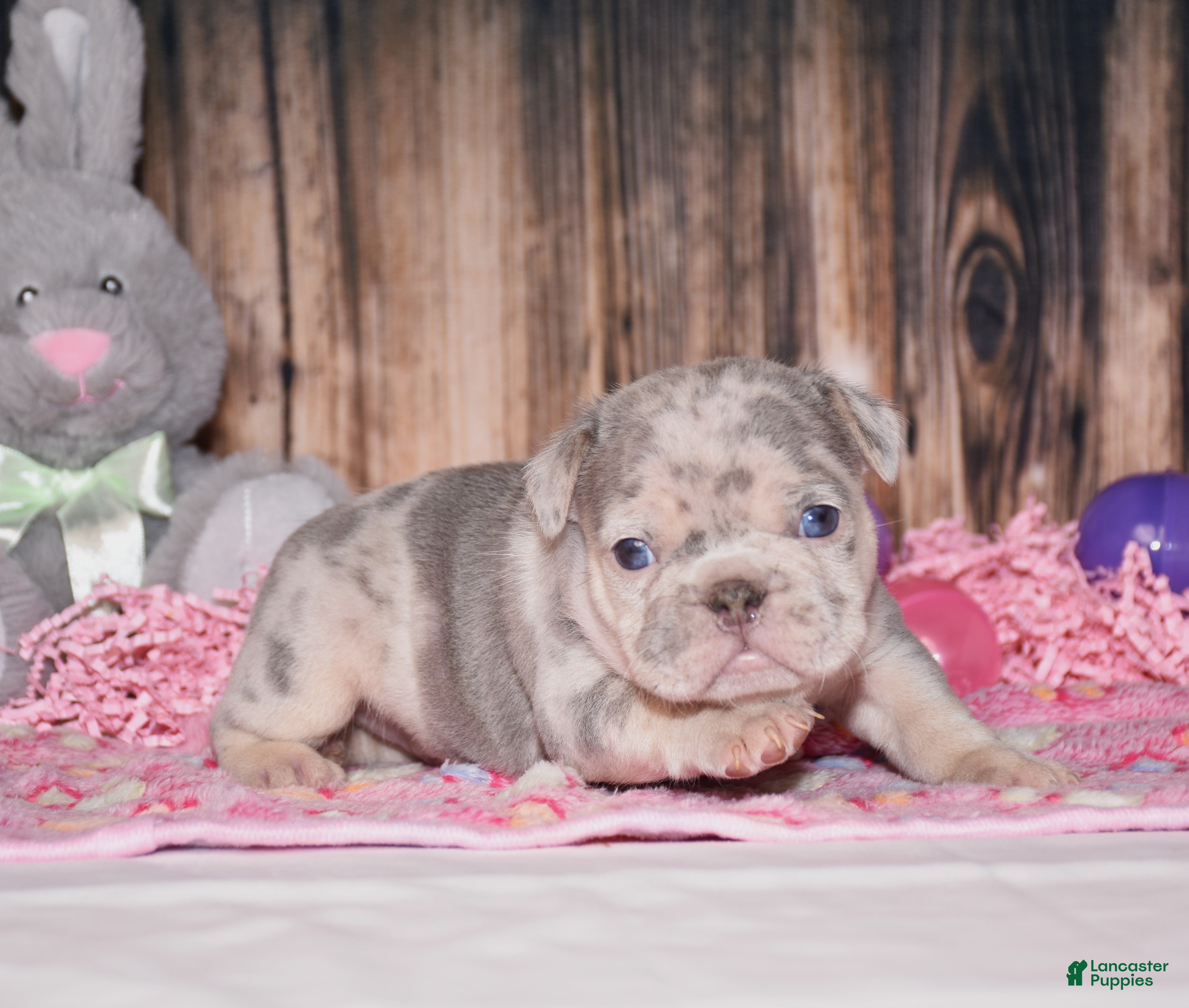French Bulldog dogs Preston - Ad 2