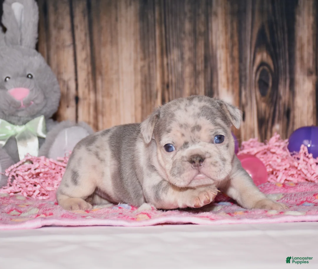 French Bulldog dogs for sale: Preston - Ad 2