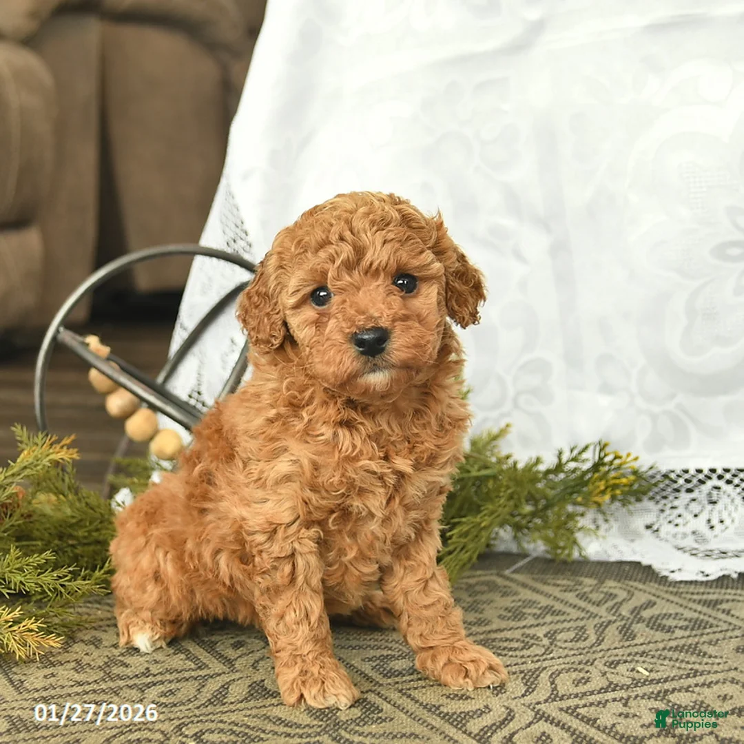Miniature Poodle dogs for sale: Eden  - Ad 4