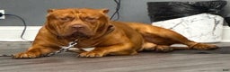 American Bully dogs for sale: NUTMEG  - Ad 10