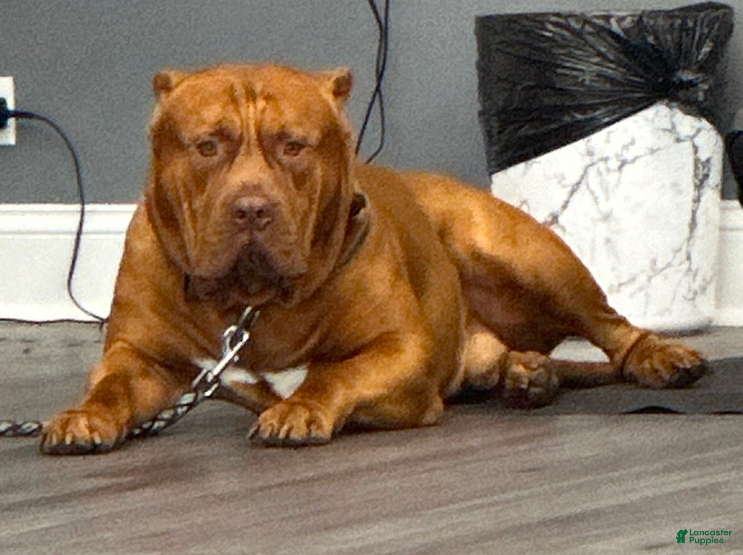 American Bully dogs for sale: NUTMEG  - Ad 10