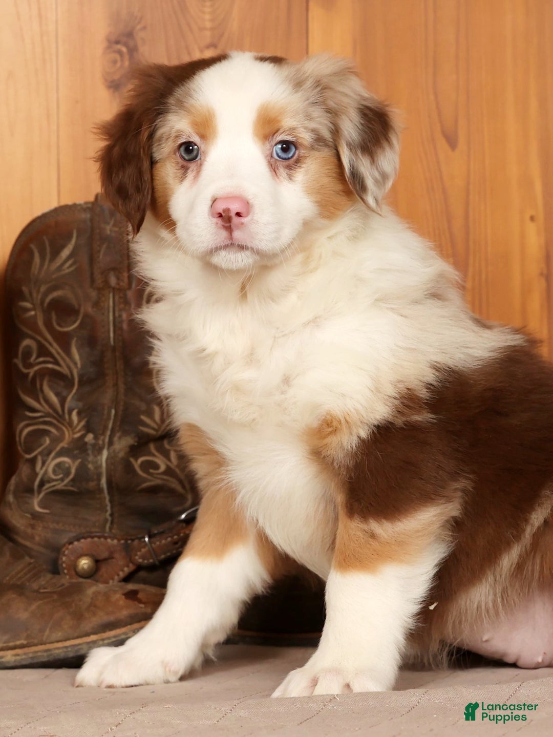 Australian Shepherd dogs for sale: Goldie - Ad 5
