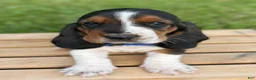 Basset Hound dogs for sale: Oscar - Ad 5