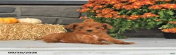 Cavapoo dogs for sale: Tilly - Ad 4