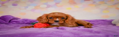 Cookie