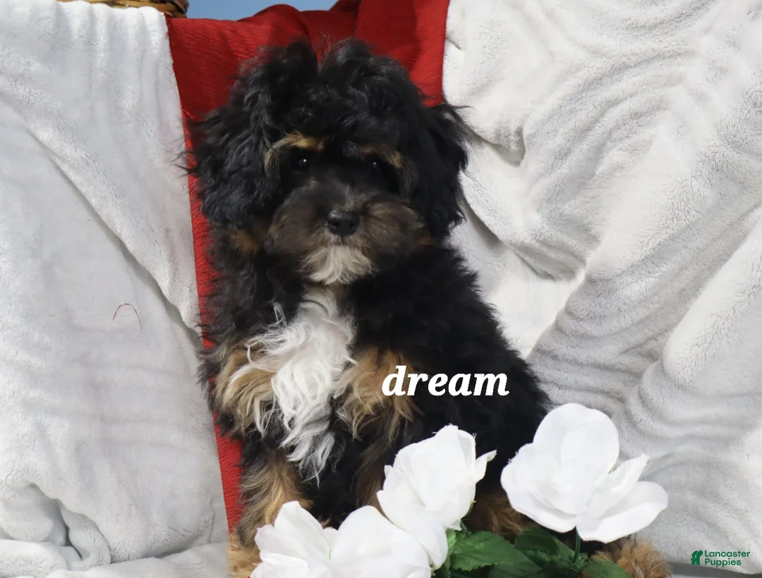 Cavapoo dogs for sale: River - Ad 2