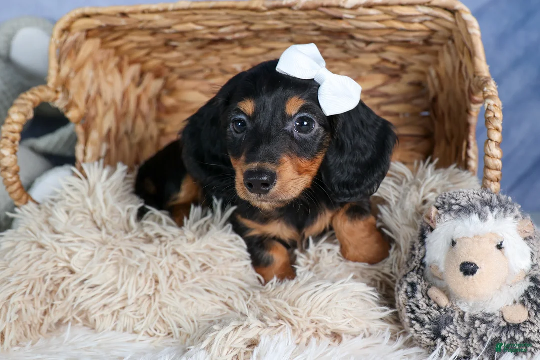 Miniature Dachshund dogs for sale: 🐾 MEET VIKING 🐶❤️ - Ad 2