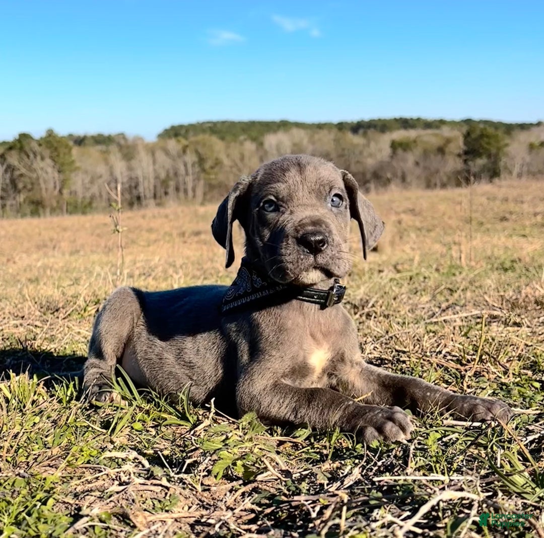 Great Dane dogs for sale: Euro Line Blue Beauty - Missy  - Ad 4