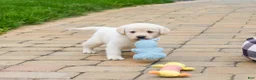 Labrador Retriever dogs for sale: Bucky  - Ad 1