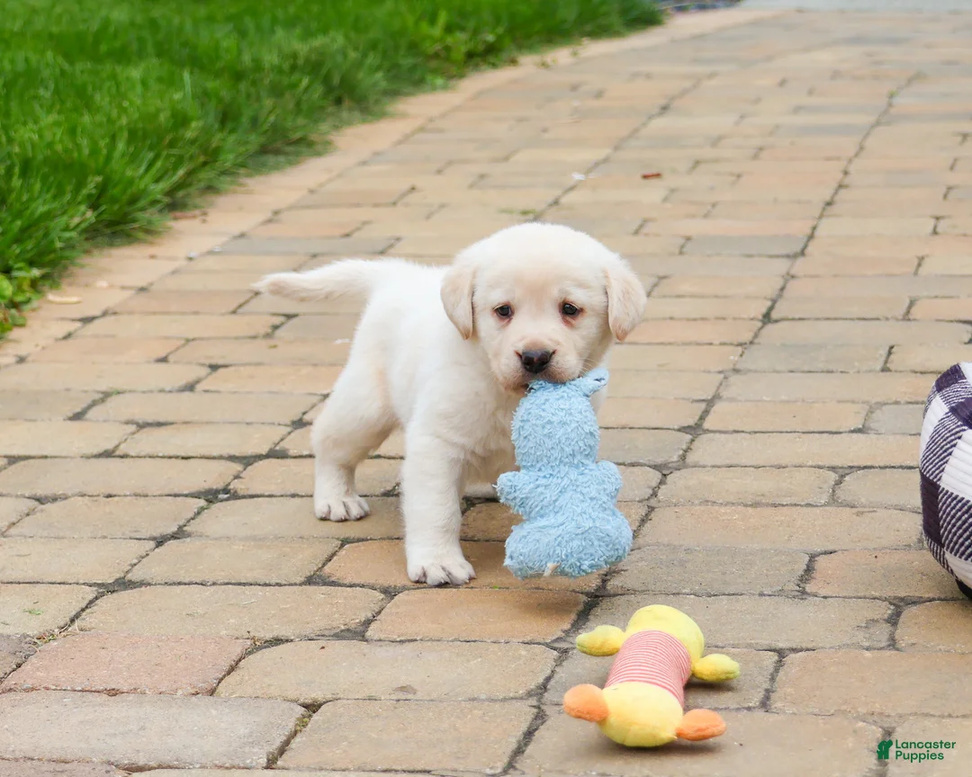 Labrador Retriever dogs for sale: Bucky  - Ad 1