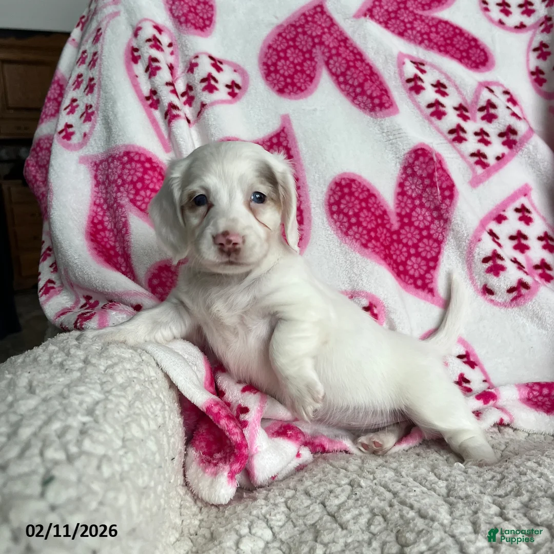 Miniature Dachshund dogs for sale: Snowflower Special Needs - Ad 2