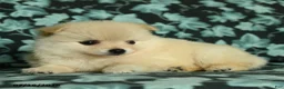 Pomeranian dogs for sale: Felicity - Ad 4